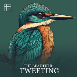 #01 The Beautiful Tweeting - Bird Sounds