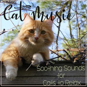 Cat Music: Soothing Sounds for Cats to Relax - Cat Music Zone