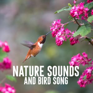 Nature Sounds and Bird Song - Nature Sounds Lab