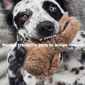 Música tranquila para tu amigo canino - Modern Jazz Fusion
