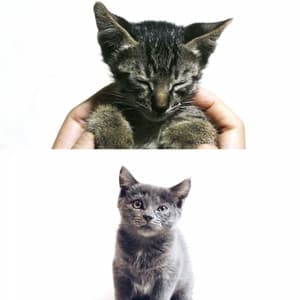 Music for Scratching Kittens - Cat Music Relaxation