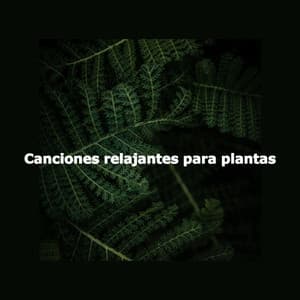 Canciones relajantes para plantas - Sunday Morning Music