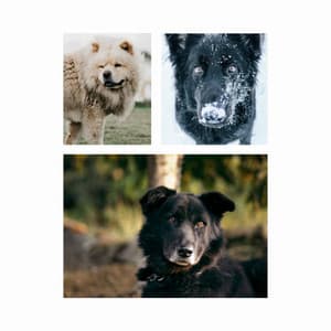 Alto Sax Solo - Background for Energetic Puppy - Relaxing Dogs