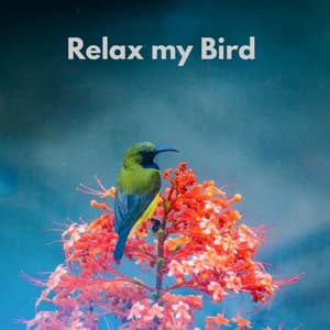 Relax My Bird Vol. 2 - The Bird Relaxer