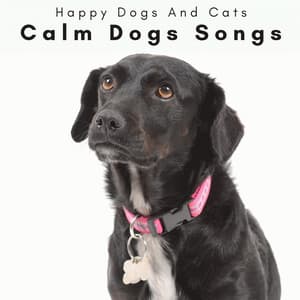 4 Paws: Calm Dogs Songs - Happy Dogs And Cats