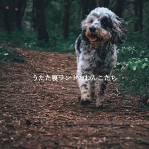 うたた寝ランドのわんこたち - Productivity Music