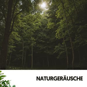 Naturgeräusche: Wege zu friedlichen Abenteuern - Cat Music Therapy