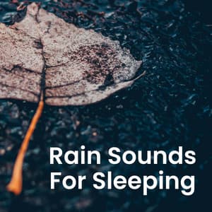 Rain Sounds for Sleeping - Forest Sounds For Relaxation