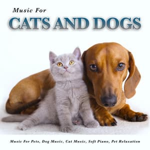 Music For Cats and Dogs, Music For Pets, Dog music, Cat Music, Soft Piano, Pet Relaxation - Cat Music