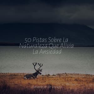 50 Pistas Sobre La Naturaleza Que Alivia La Ansiedad - Guitarra Clásica Española