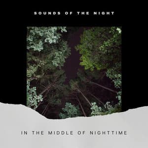 In the Middle of Nighttime - Sounds of the Night