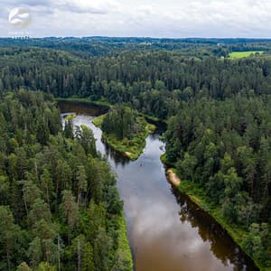 Gentle Woodland Winds - Soothing Ambient