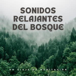 Sonidos Relajantes Del Bosque: Un Viaje De Meditación - Bosque ambiental