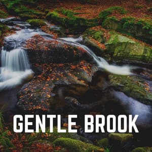 Gentle Brook - Water Soundscapes