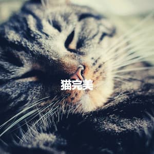 猫完美 - In Store Music