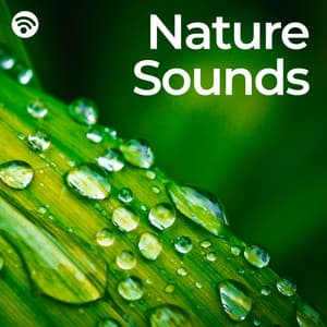 Nature Sounds - KEI NATURE
