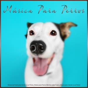 Música Para Perros: Música de Fondo para Dormir a Los Perros, Música para Perros Mientras estás Fuera y Música para Calmar a Los Perros - Música Para Dormir A Los Perros