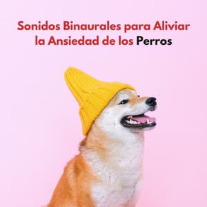 Sonidos Binaurales Para Aliviar La Ansiedad De Los Perros - Reiki para animales