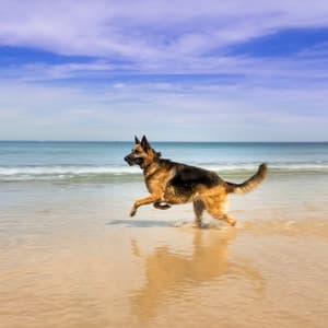 Feline Serenades: Oceanic Pet Sounds - Wind and Oceans