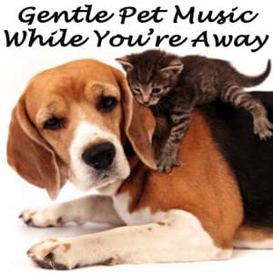 Gentle Pet Music While You're Away - Dog Music
