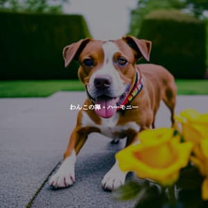 わんこの禅・ハーモニー - Radio de Jazz Suave