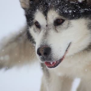 Feelings for Nature and Dogs - Good Dog Music