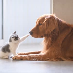 Music for Pets’ Daily Relaxation - DigiClassic