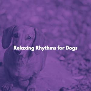 Relaxing Rhythms for Dogs - Popular Jazz Coffee Break