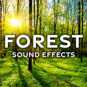 Forest Sound Effects - Sound Ideas
