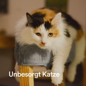 Unbesorgt Katze - Katzenmusik