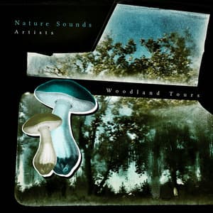 Woodland Tours - Nature Sounds Artists