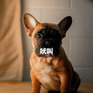 吠叫 - Best Jazz Lounge Bar