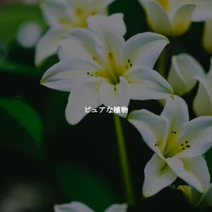 ピュアな植物 - Playlist Restaurante Jazz