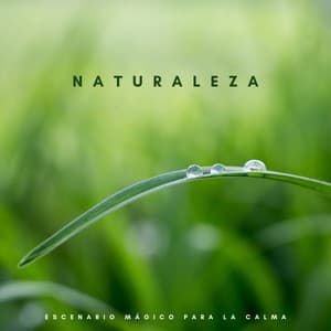 Naturaleza: Escenario Mágico Para La Calma - Yoga Para Niños