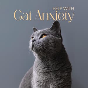 Help with Cat Anxiety - Pets Music
