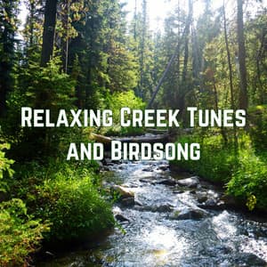 Relaxing Creek Tunes and Birdsong - Aquaplasma