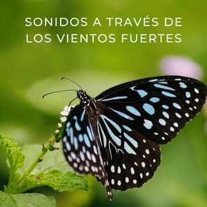 Sonidos A Través De Los Vientos Fuertes - Cuatro Vientos