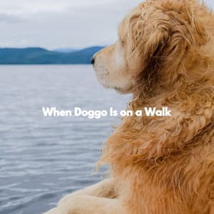 When Doggo Is on a Walk - Miami Hotel Jazz