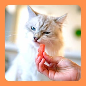 Relaxed Jazz Organ - Bgm for Unwinding Kittens - Cat Relax