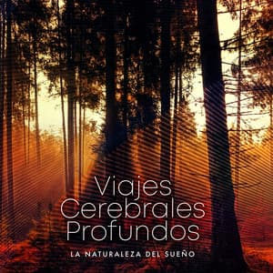 Viajes Cerebrales Profundos - La Naturaleza Del Sueño