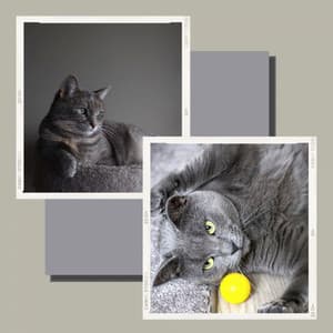 Tasteful Background Music for Evening Cat Strolls - Cat Music Studio