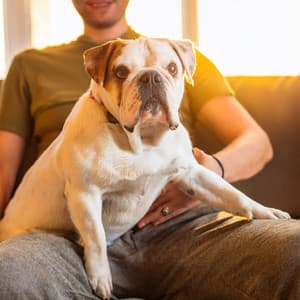 Orquesta De Armonía Para Mascotas: Melodías Calmantes Para Compañeros - Raymond Floyd