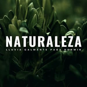Naturaleza: Lluvia Calmante Para Dormir - Sueño Profundo Lluvia y Truenos
