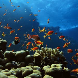 Dreamy Beachside Pet Play: Oceanic Harmony - Ocean Sleep Sounds