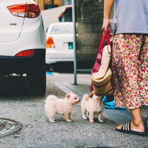 Echoes of Dreamy Doggy - Puppy Sleeping Sounds