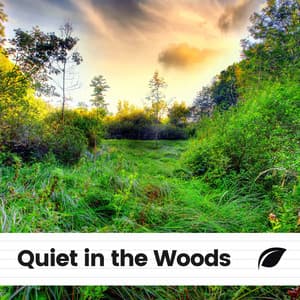 Quiet in the Woods - Sounds of the Forest
