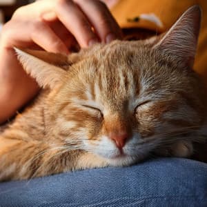 Lofi Purrs: Relaxing Beats For Your Feline Friend - Cool Cats Coffee House