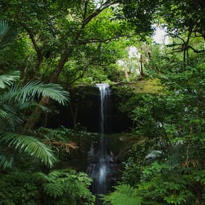 Nature Sound of OKINAWA -Deep Forest- vol.2 - Super Natural