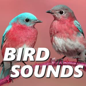 Bird Sounds - Animal and Bird Songs