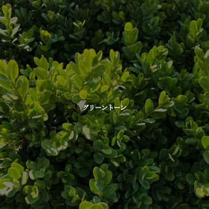 グリーントーン - Musique du Matin